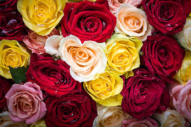 Ramo de rosas con gotas de rocío - foto de stock