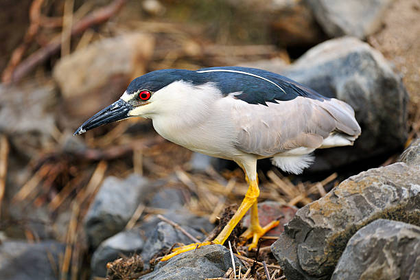Black-crowned Night Heron Black-crowned Night Heron black crowned night heron nycticorax nycticorax stock pictures, royalty-free photos & images