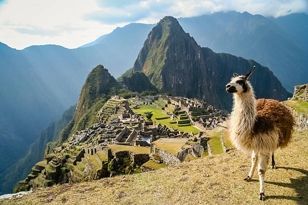 Lama And Machu Picchu Llama in front of ancient inca town of Machu Picchu llama animal photos stock pictures, royalty-free photos & images