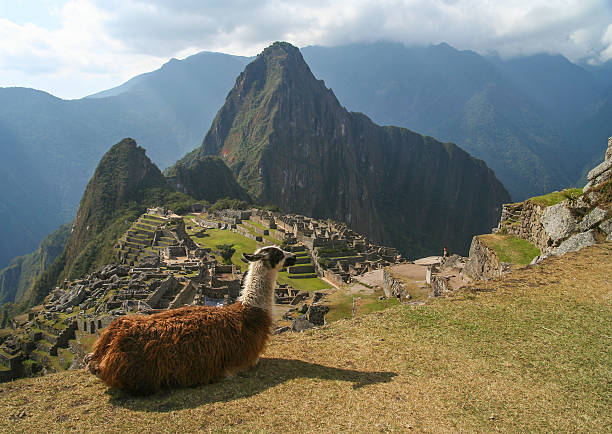 istock Lama admiring view of Machu Picchu 588223296