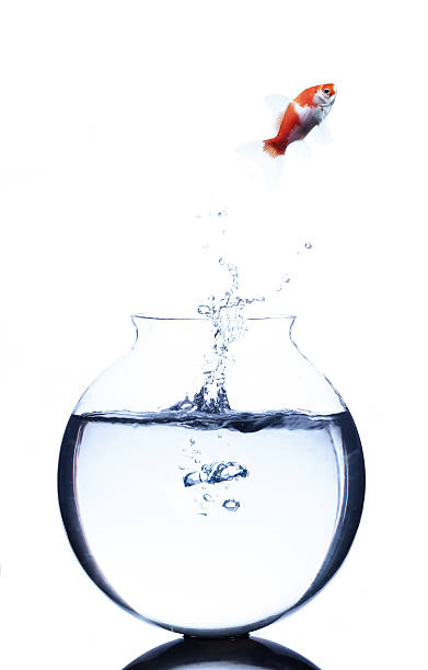 istock goldfish jumping from a bowl 588225258