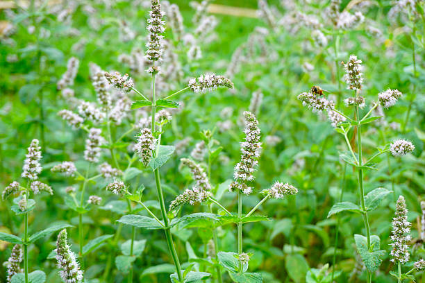 flor de menta silvestre. para bebidas de té de hierbas - mentha aquatica fotografías e imágenes de stock