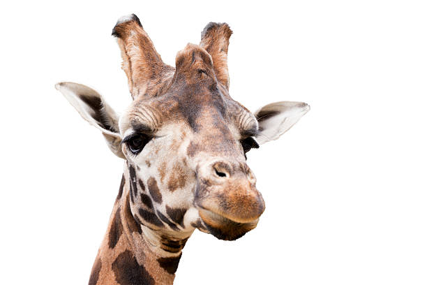 giovane giraffa carina - reticulated giraffe foto e immagini stock