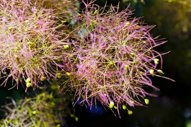istock cotinus  coggygria, purple rujevine 588231264