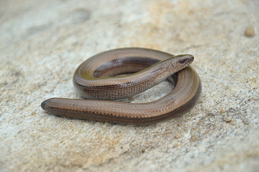 Slow worm (Anguis colchica)