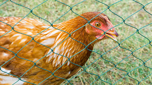 istock Closeup of a hen 588238738