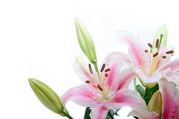 istock pink lily flower bouquet 588241466