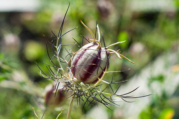 Nigella seed capsule, Nigella sativa. Love-in-the-mist