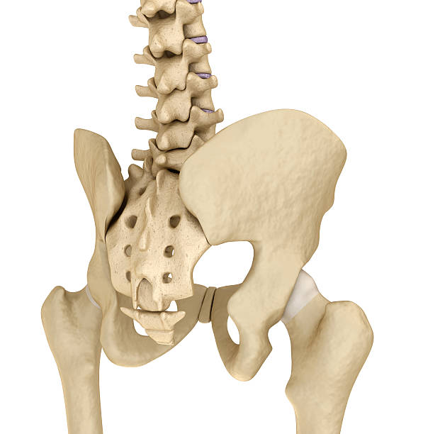 istock Medical accurate illustration of the hip backside 588245034