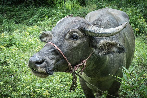 istock Closeup image of Buffalo 588248310