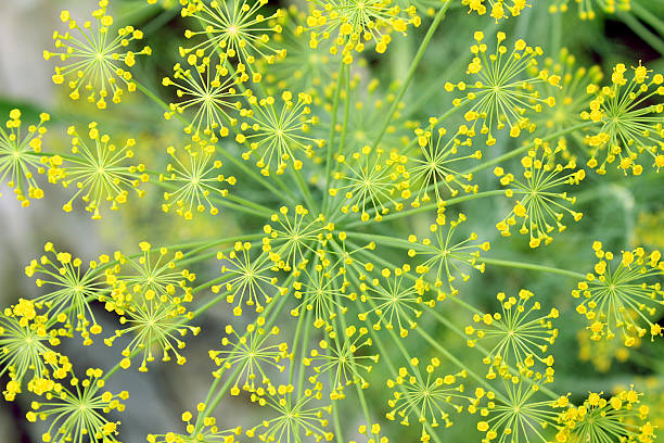 istock Yellow flowers of dill. 588248952