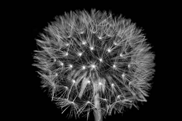 istock fluff of a dandelion in close up 588250768
