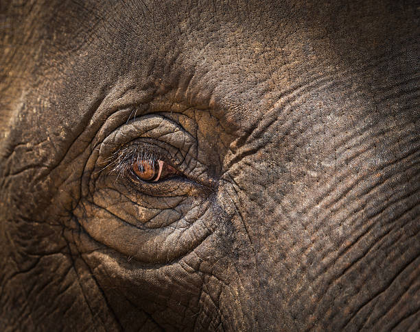 istock close up asia elephant eye in Thailand 588251232