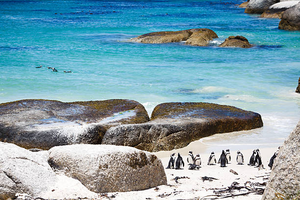 istock African Penguins  colony on the beach 588251674