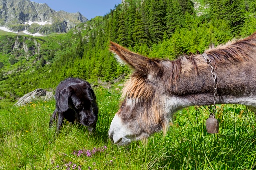 Friendship of donkey and dog.Multicultural friendship stories.