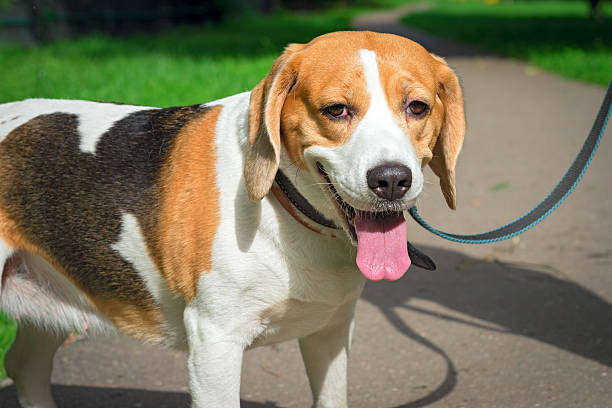 istock dog Beagle breed standing on the street 588252392