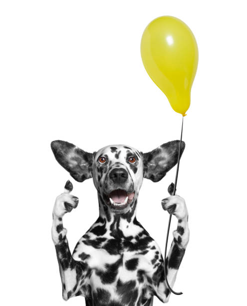 istock Cute dog looking at balloon 588254228