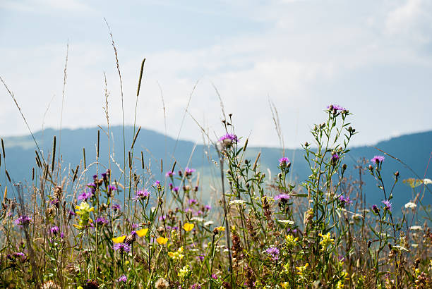 istock Flowering meadow on a background of mountains 588254664