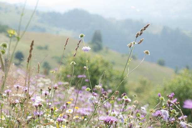 istock Flowering meadow on a background of mountains 588254726