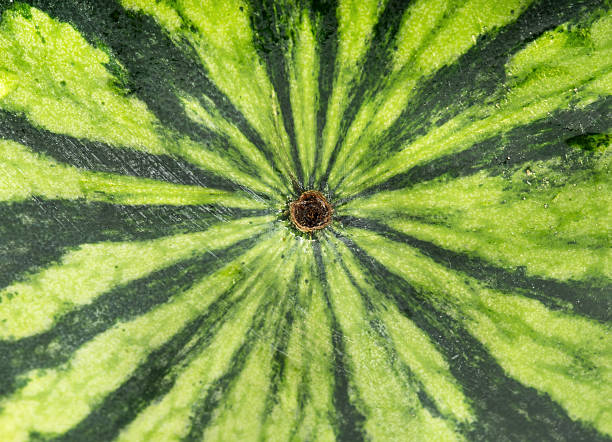 istock Background of skin watermelon 588254752