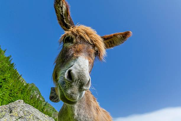 Portrait of a donkey in carpathian mountains against blue sky.