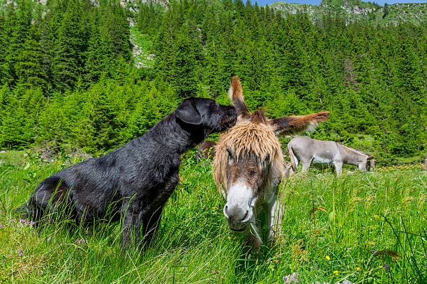 Dog whispering secrets his donkey friend, close up. Love story. Multicultural friendship stories.