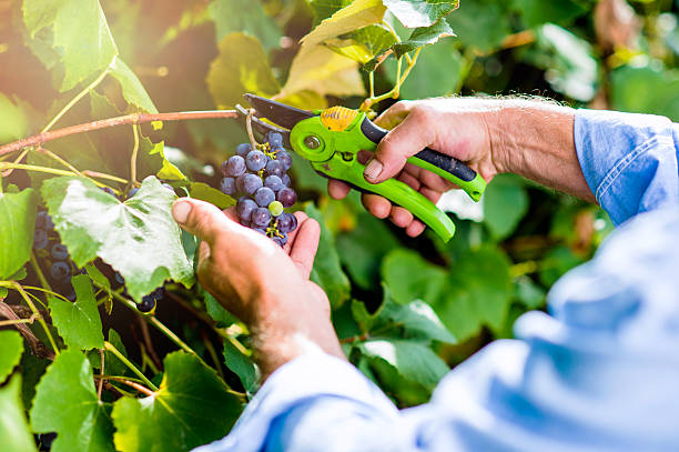 istock Unrecognizable man cutting bunch of ripe blue grapes 588256724