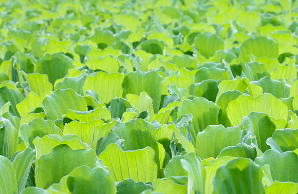 wassersalat (pistia stratiotes) - aquaristik photos et images de collection