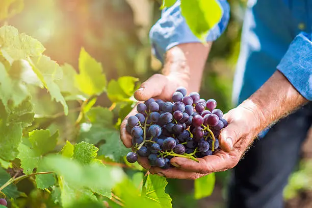 Photo of Senior man in blue shirt harvesting grapes in garden