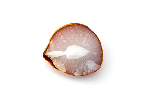 семя  - persimmon стоковые фото и изображения