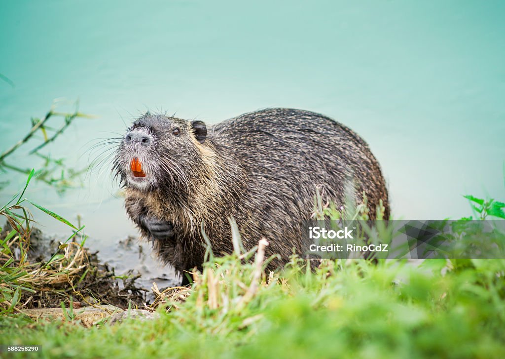 Nutria With Orange Teeth Nutria with orange teeth coming out of river. Nutria Stock Photo