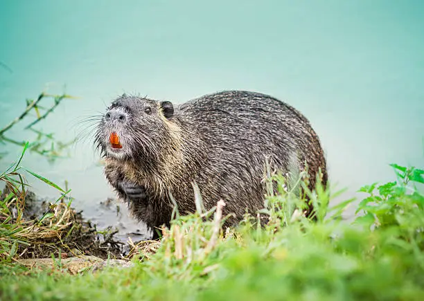 Nutria with orange teeth coming out of river.