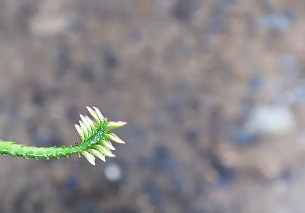 redbird cactus curve branch in garden