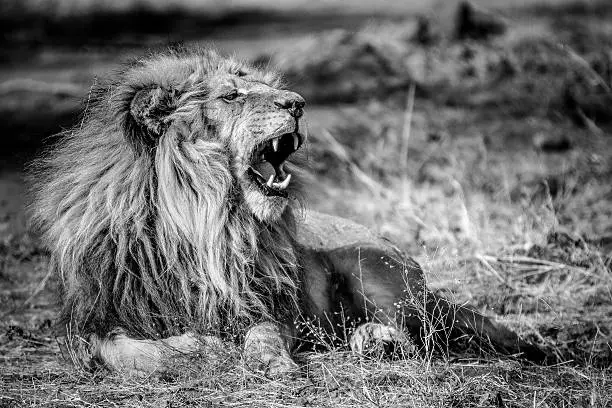 Photo of African Lion roaring and showing teeth in Black & White