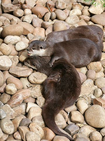 Oriental small-clawed otter family sleeping on the rock, Lazy group of young Asian short-clawed otters.