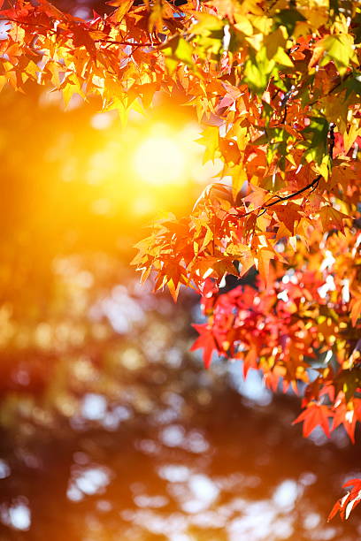 日本の秋の色 - japanese maple leaf autumn abstract ストックフォトと画像