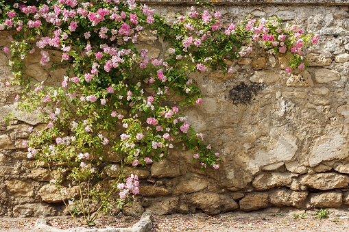 Location: The french village Grignan - a picturesque village and travel destination in the departement Drome Provencale. 80 km north of Avignon. 180 km south of Lyon. In proximity to Montelimar, Bollene, Orange. Limestone wall with a climbing rose.