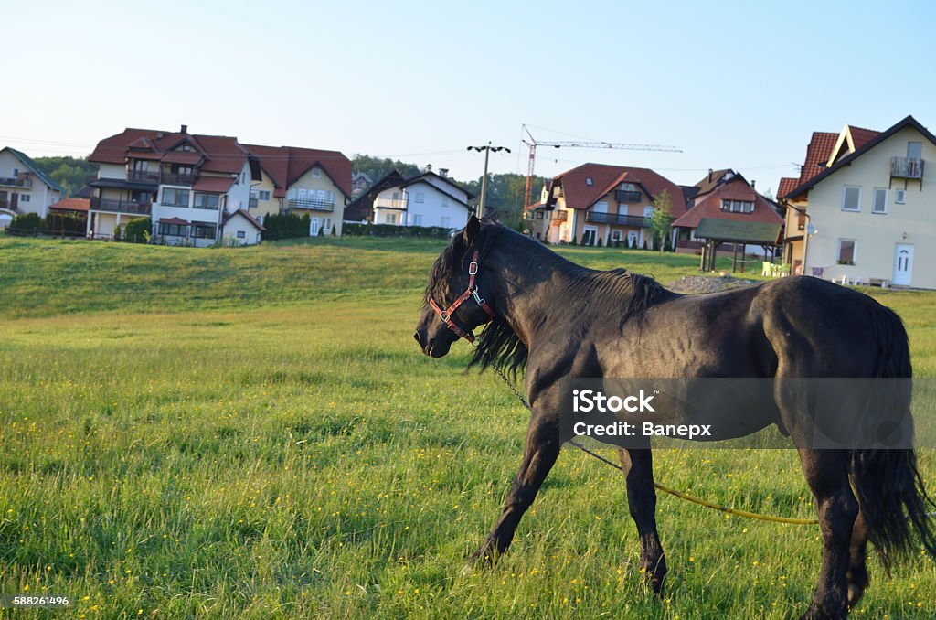 Black Horse on a Pasture Black horse ambling over a pasture with blurred private houses in background Activity Stock Photo