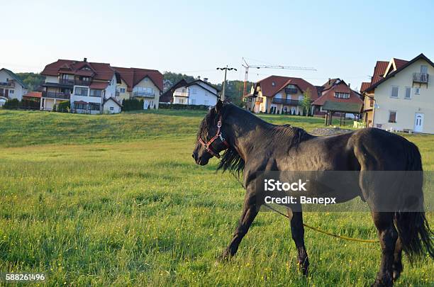 Black Horse On A Pasture Stock Photo - Download Image Now - Activity, Agricultural Field, Agriculture