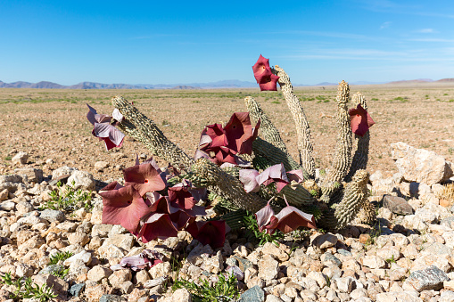 A Hoodia gordonii plant with red flowers in bloom on the gravel plains of the Namib Desert. Traditionally used by the San people (Bushmen) of the Namib Desert as an appetite suppressant.
