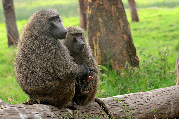 Olive baboon, Lake Nakuru National Park, Kenya Olive baboon in Lake Nakuru National Park, Kenya. lake nakuru national park stock pictures, royalty-free photos & images