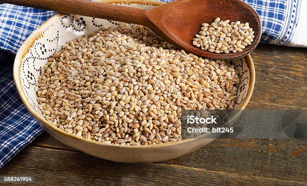 Barley Stock Photo - Download Image Now - Agriculture, Barley, Brown