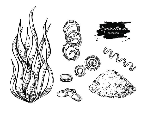 ilustraciones, imágenes clip art, dibujos animados e iconos de stock de espirulina polvo de algas marinas vector dibujado a mano. espirulina aislada a - chlorella spirulina bacterium algae nutritional supplement