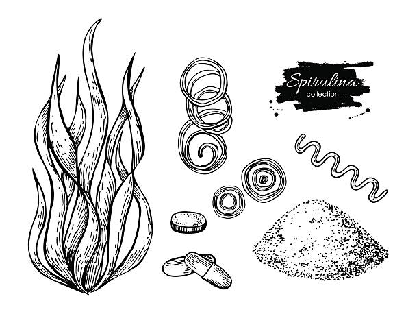 illustrations, cliparts, dessins animés et icônes de spiruline algues poudre vecteur dessiné à la main. spiruline isolée a - chlorella spirulina bacterium algae nutritional supplement