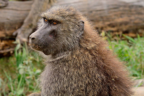 Olive baboon, Lake Nakuru National Park, Kenya Olive baboon in Lake Nakuru National Park, Kenya. lake nakuru national park stock pictures, royalty-free photos & images