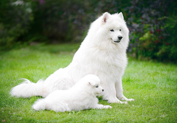 istock Samoyed dog on the lawn with her puppies 588262964