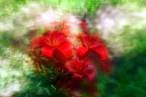 lilie,flowers,nature,red,impression