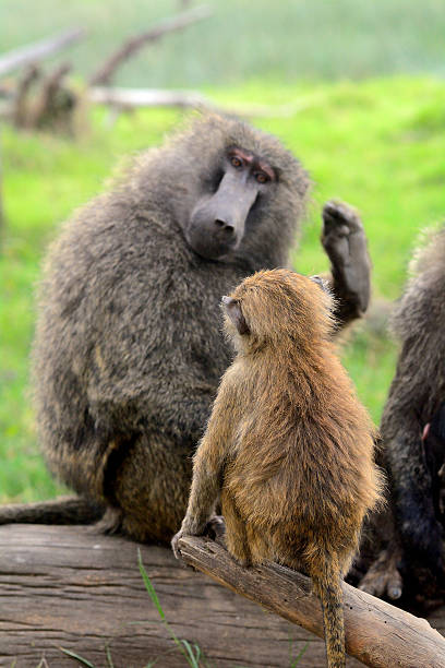 Olive baboons, Lake Nakuru National Park, Kenya Olive baboons in Lake Nakuru National Park, Kenya. lake nakuru national park stock pictures, royalty-free photos & images