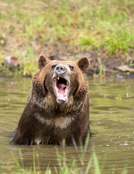grizzly bear in water growling stock photo