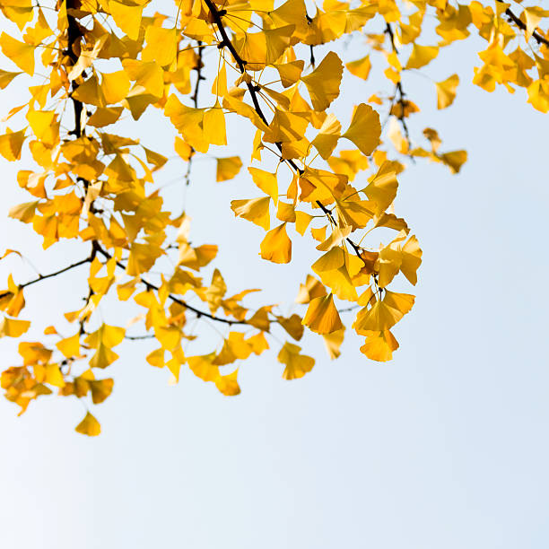 istock Autumnal yellow ginkgo leaves 588265114